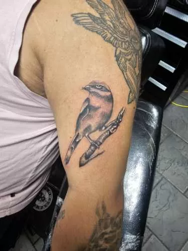 black and grey realism bird